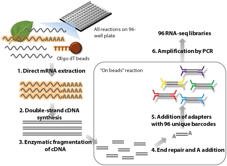 outline of the high-throughput RNA seq