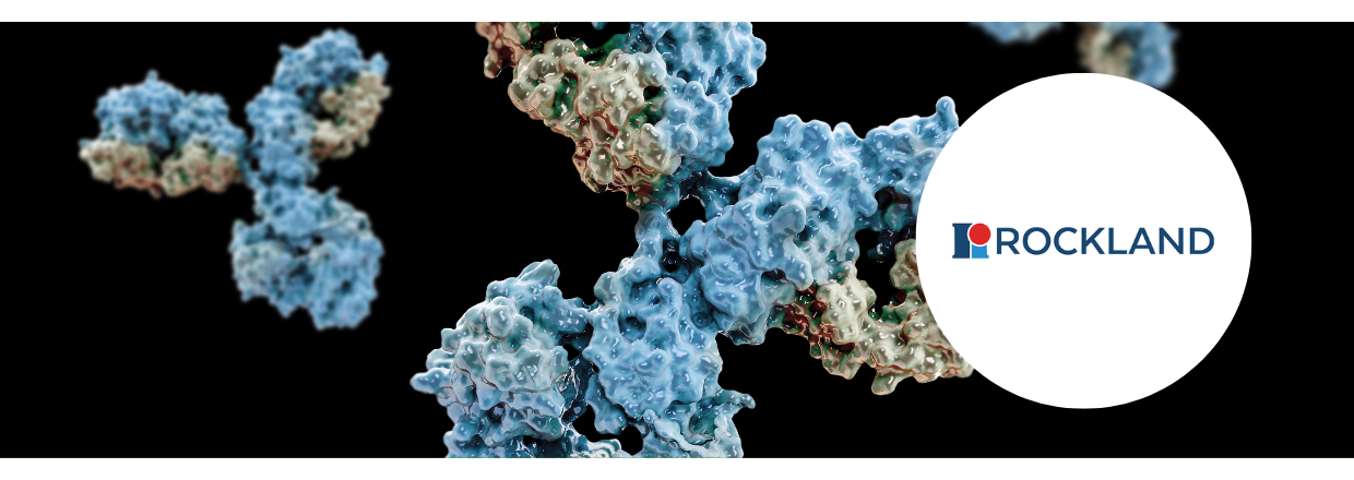25% off Secondary Antibodies from Rockland