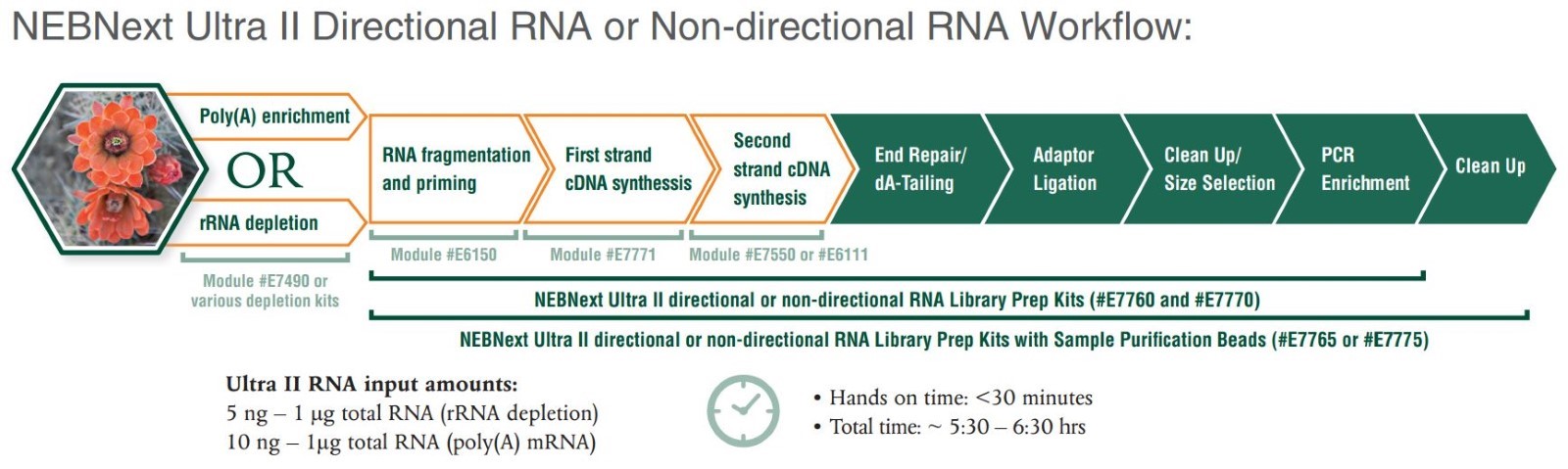 NEB RNA